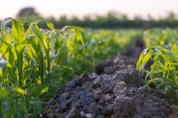 How Sustainable Food Becomes Better Business, Not a Cost